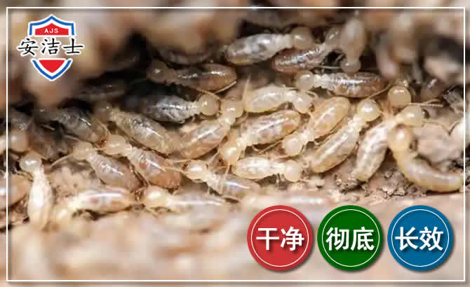 衢江区白蚁防治