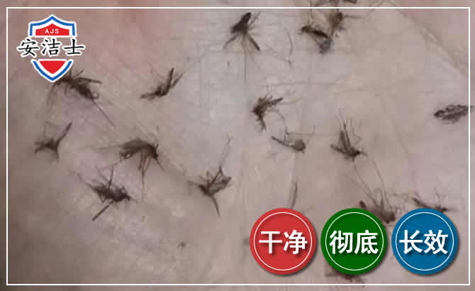 衢江区蚊子防治-灭蚊