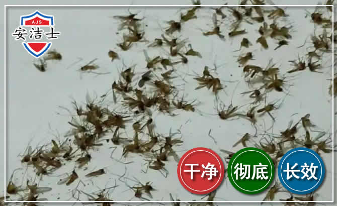 衢江区苍蝇防治-灭蝇