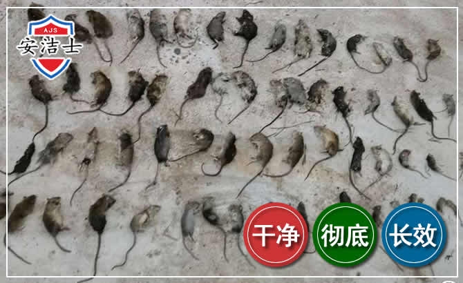 衢江区鼠害防治-灭鼠
