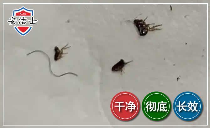 衢江区跳蚤防治-灭跳蚤