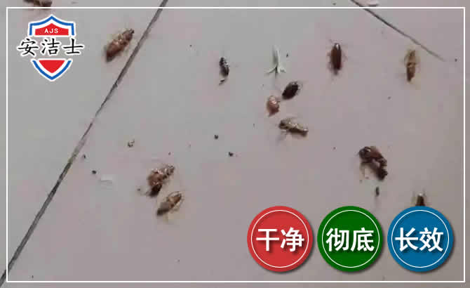 衢江区蟑螂防治-灭蟑螂