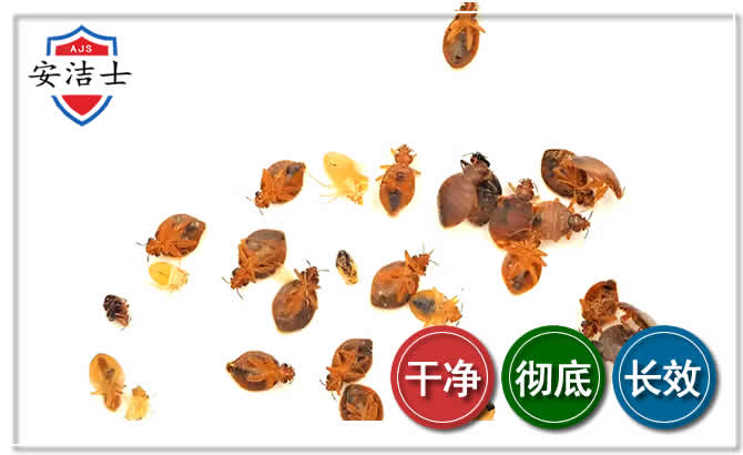 衢江区臭虫防治-消灭臭虫